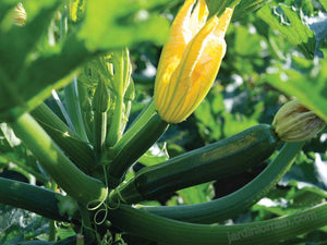 Plant mature - Zucchini vert