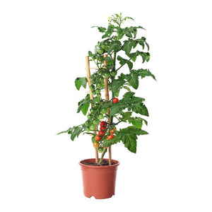 Plant mature - Tomate cerise rouge