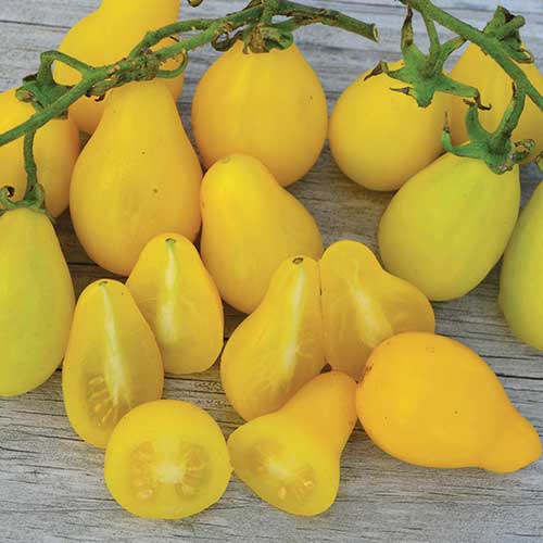 Plant mature - Tomate mini poire jaune