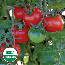 Charger l&#39;image dans la galerie, Plant mature - Tomate cerise rouge