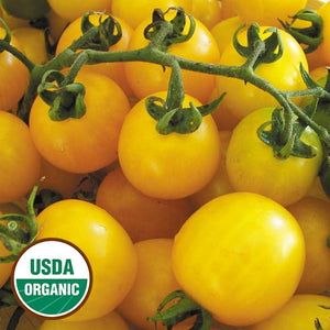 Plant mature - Tomate cerise jaune