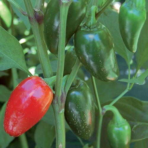 Plant mature - Piment fort Jalapeno