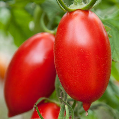 Plant mature - Tomate Italienne Amish