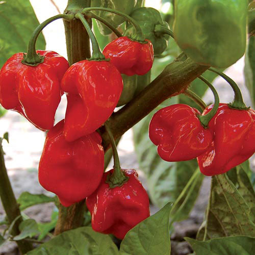 Plant mature - Piment Fort Habanero rouge