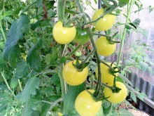 Charger l&#39;image dans la galerie, Plant mature - Tomate cerise blanche