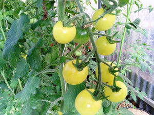 Plant mature - Tomate cerise blanche