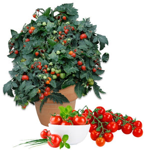 Plant mature - Tomate cerise rouge Tiny Tim ( culture en contenant )