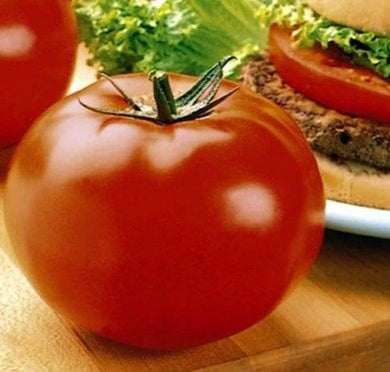 Plant mature - Tomate rouge (Big Beef)