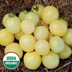 Plant mature - Tomate cerise blanche