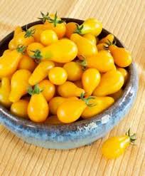 Plant mature - Tomate mini poire jaune