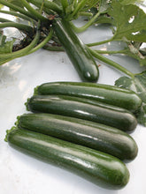 Charger l&#39;image dans la galerie, Plant mature - Zucchini vert